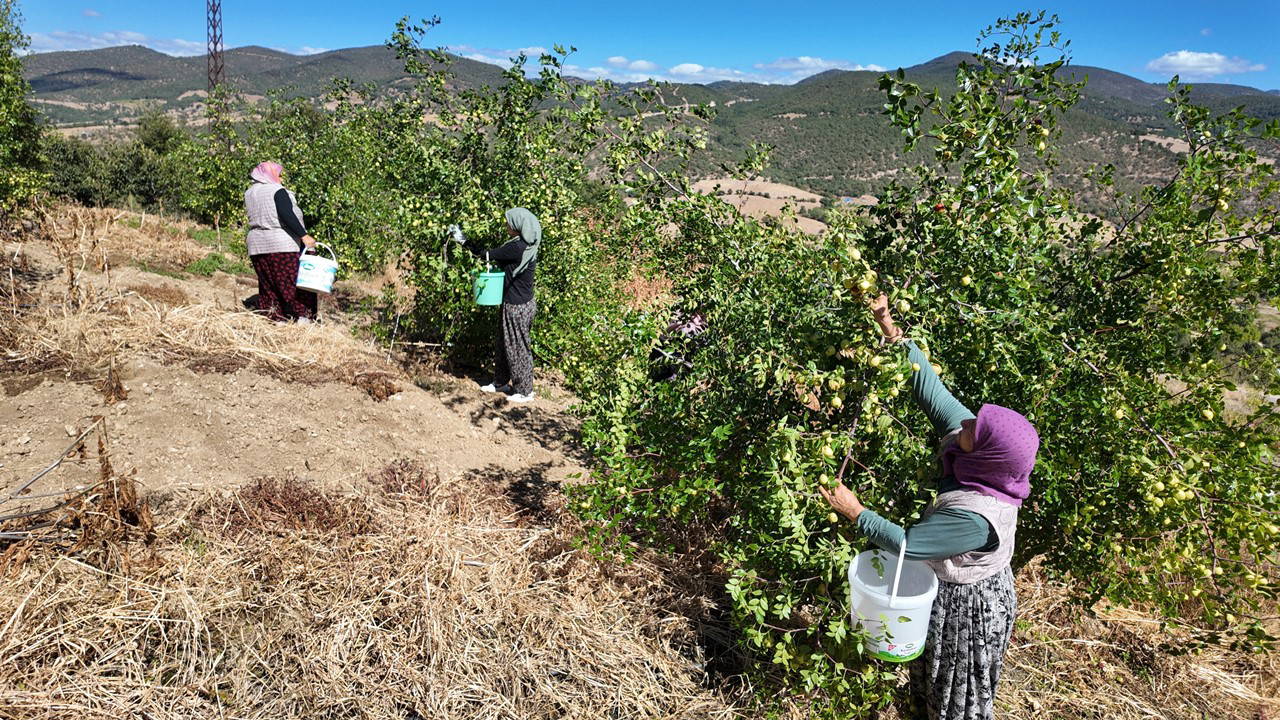 Demirci'de hasat başladı: 150 ton rekolte bekleniyor...