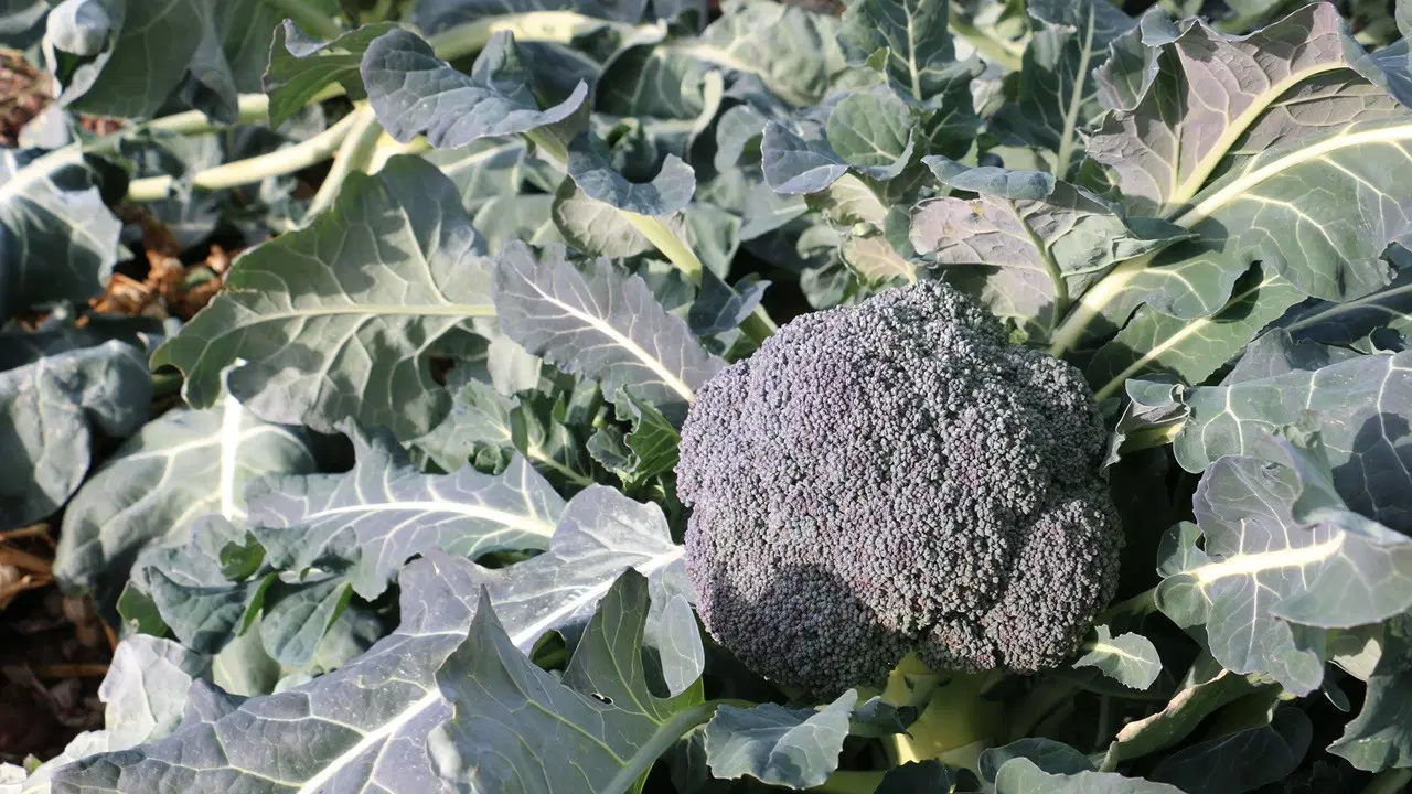 Erzincan’da kış ortasında hasat devam ediyor