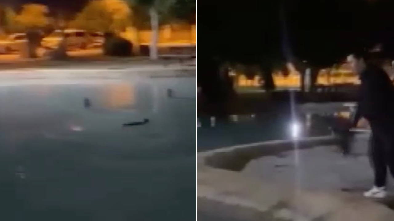 Antalya'da parkta kediye işkence: Defalarca süs havuzuna atıp o anları kaydettiler!