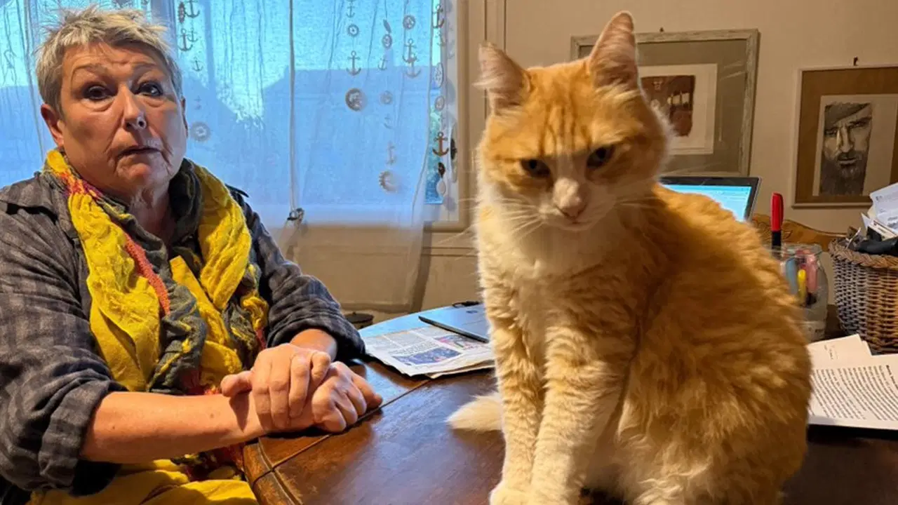 Komşusunu rahatsız eden kediye ev hapsi!