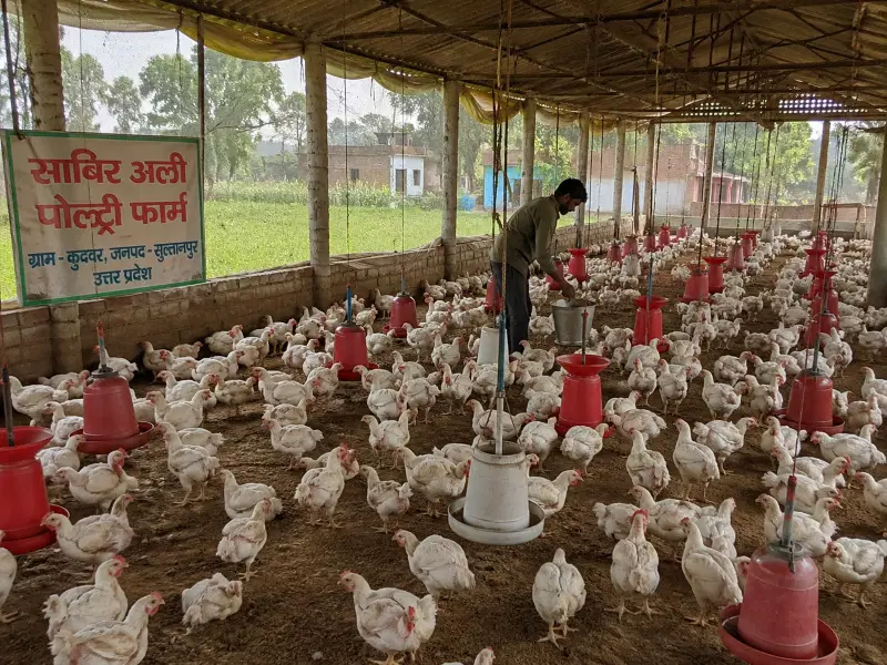 Düğün eğlencesi faciaya dönüştü: 140 tavuk öldü