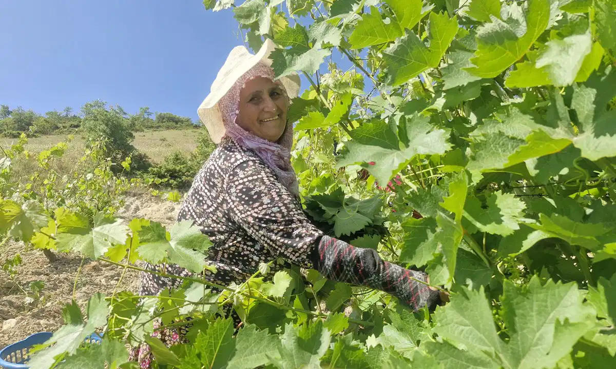 Erbaa'da hasat 1 ay geç başladı: 2 milyar liralık gelir bekleniyor...