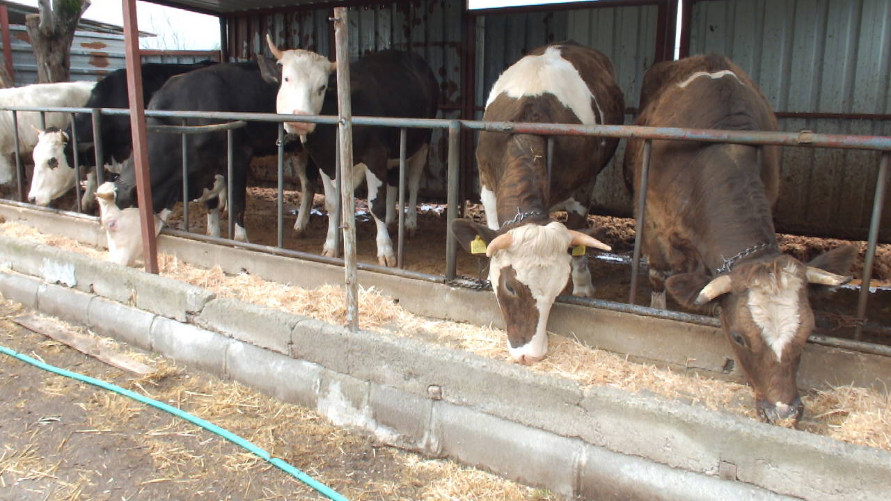 Burhaniye’de kurbanlık satışları başladı: Büyükbaş hisseleri 45 bin liraya kadar çıktı