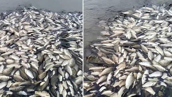 Tekirdağ'da su seviyesi düşen barajdaki balıklar öldü