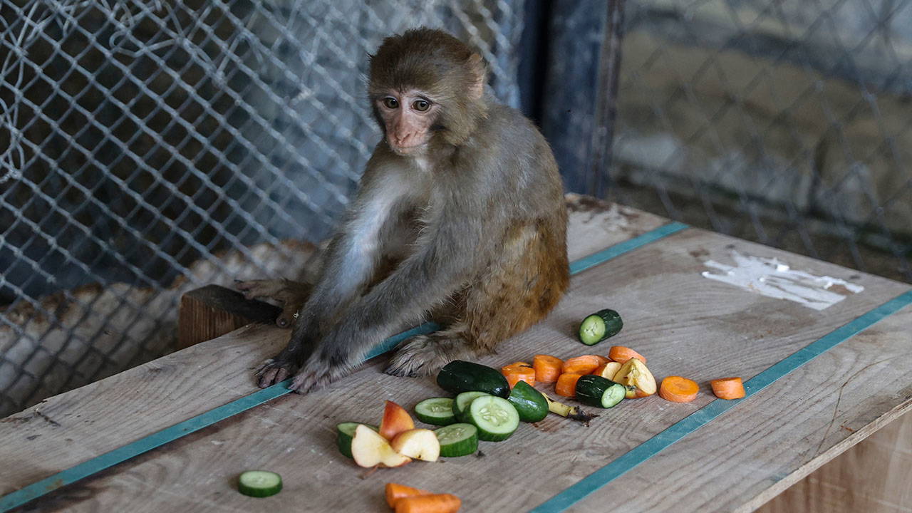 Şiddet gören maymun 'Şeker', Mersin’de yeni hayatına başlıyor