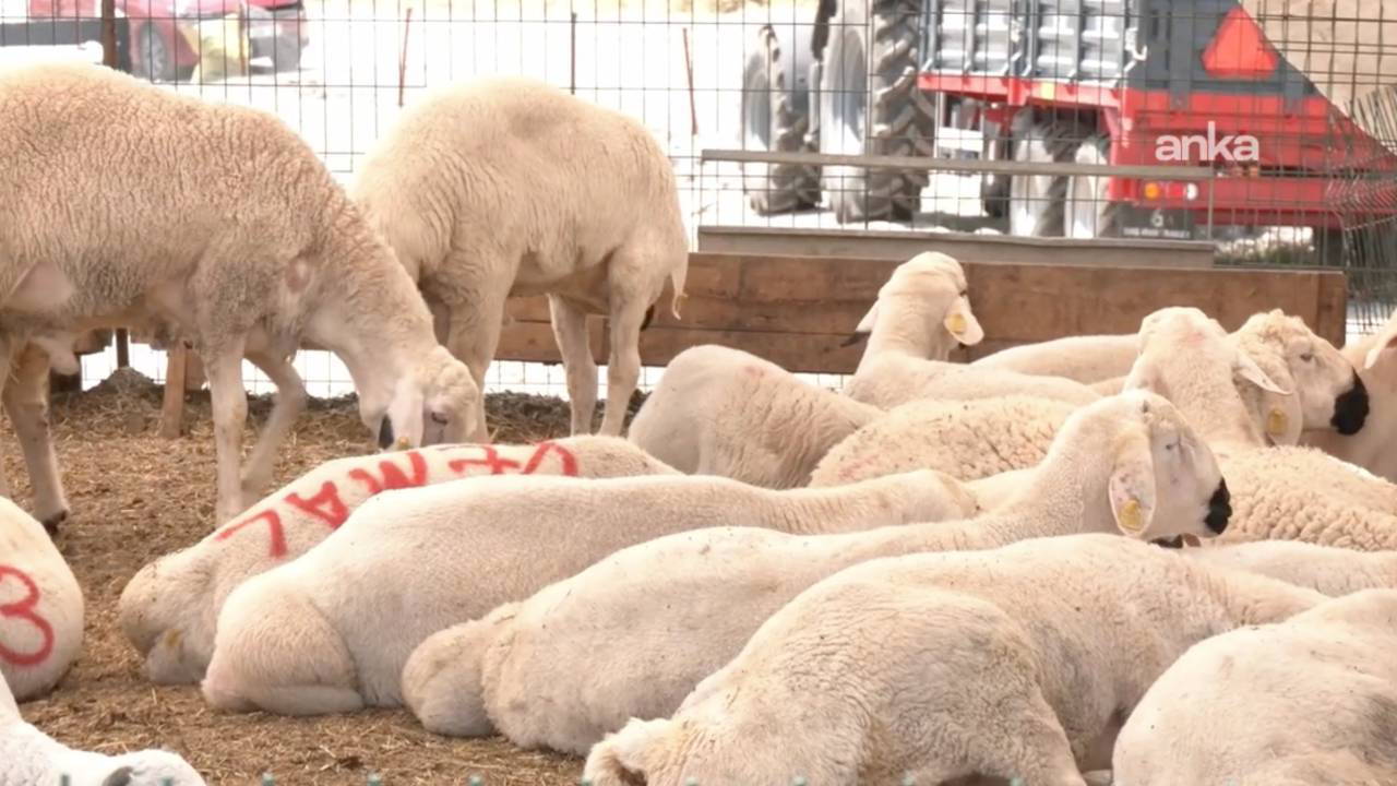 Kurban pazarında besiciden ESK'nin kurban alış fiyatlarına tepki: 'Hayvanı Et ve Süt Kurumu’na verene kadar garibana veririm, sevap alırım'