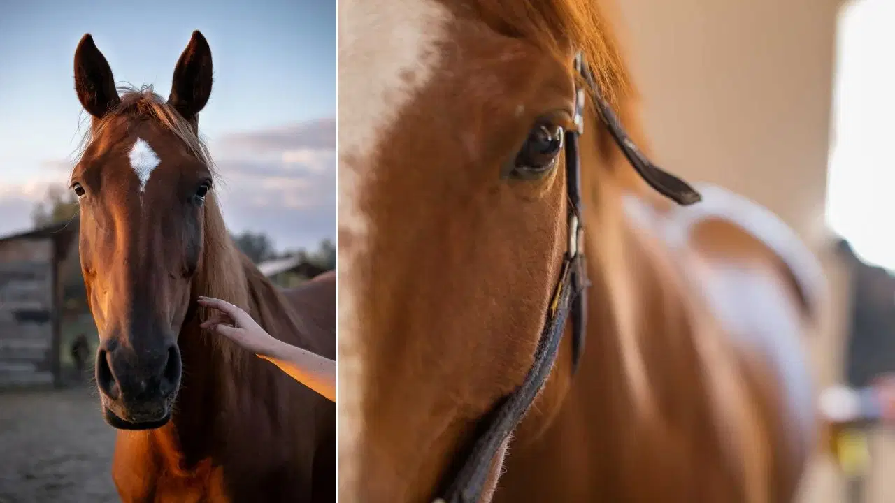 Attan insana bir yaşam dersi