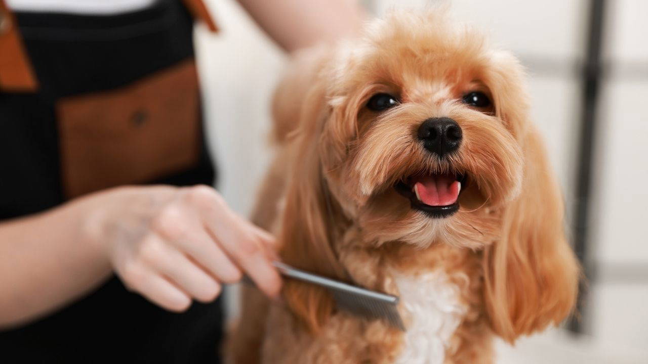 Evcil hayvan sahiplerinin dikkat etmesi gereken 10  püf nokta