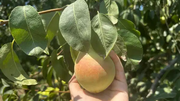 İtalyanlar 'zor' diyerek bırakmıştı: Bu yıl rekora koşuyor
