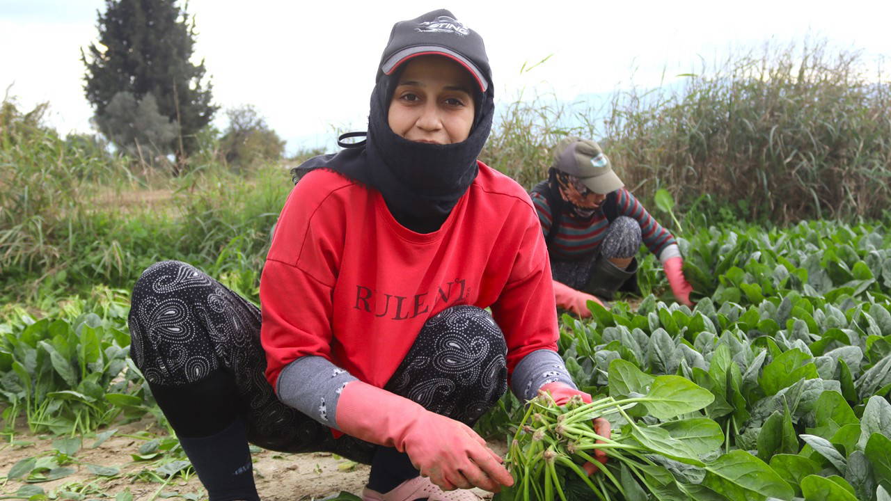 Gediz Ovası'nda hasat günün ilk ışıklarında başlıyor: Tarlada 6, pazarda 40 TL