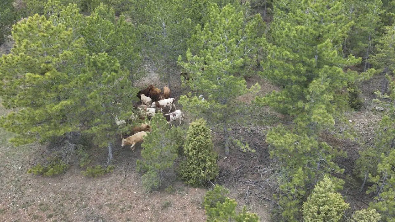 Amasya'da kaybolan büyükbaş hayvan dron ile bulundu