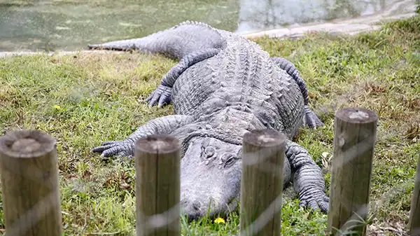 Darıca Hayvanat Bahçesi kapatıldı