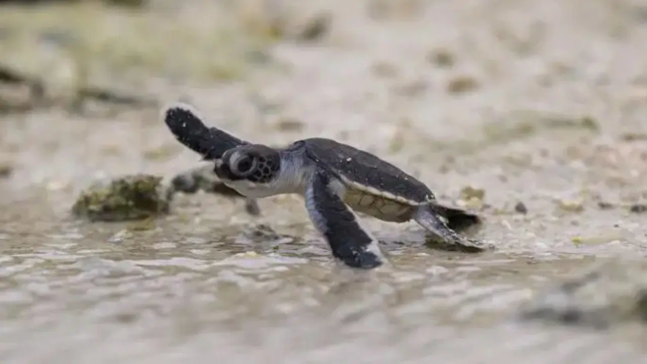 2025'te iklim ve çevre adına sağlanan yedi önemli kazanım