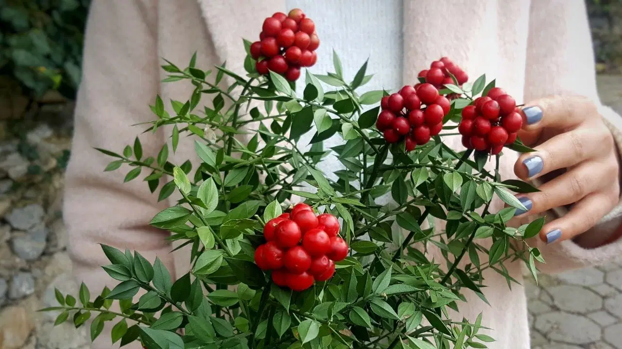 Yeni yılın en eski ritüeli: Kokina almak nereden geliyor?