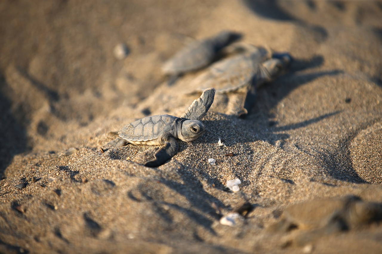 Mersin'de yavru kaplumbağalar denizle buluşuyor