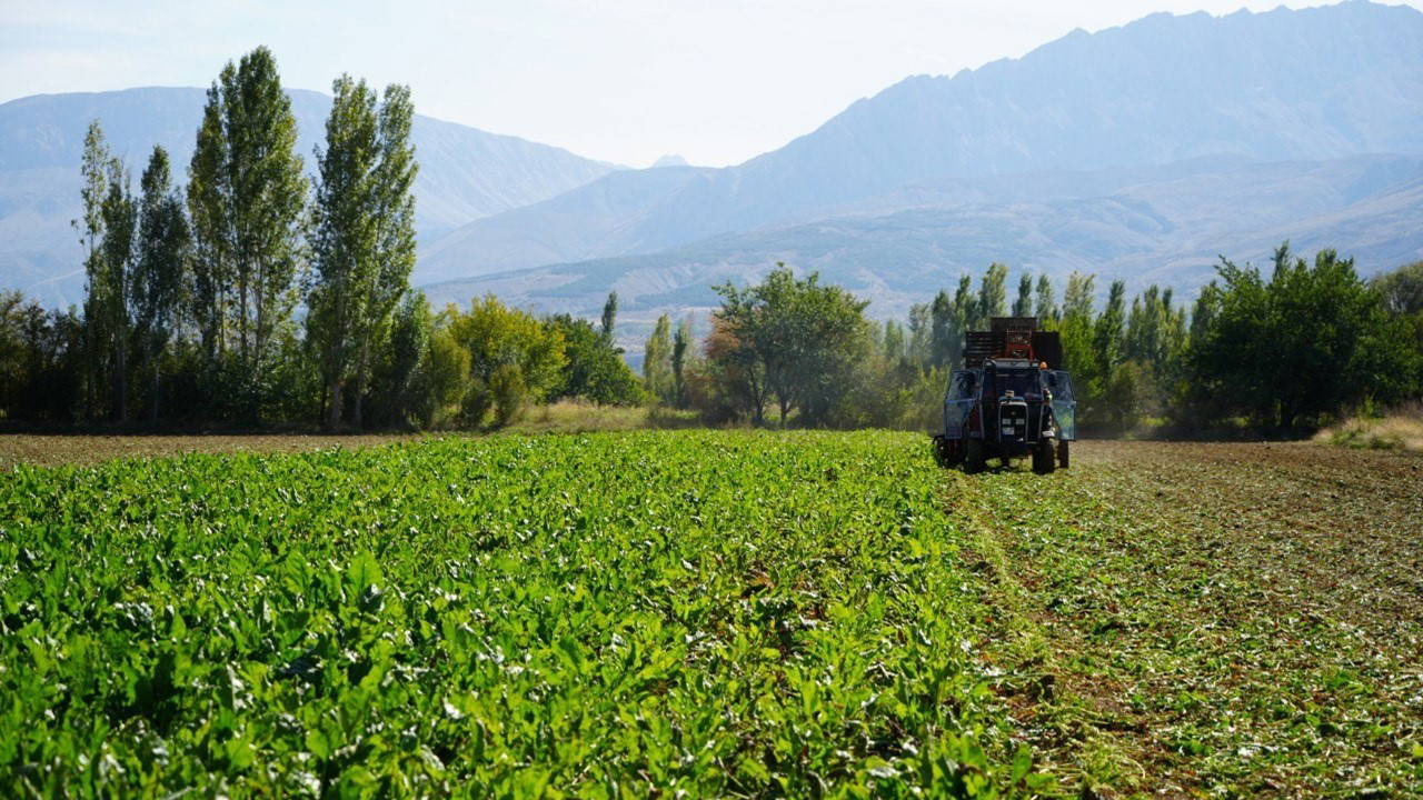 Mart ayında ekilmişti,  Erzincan'ın bereketli topraklarında hasat başladı!