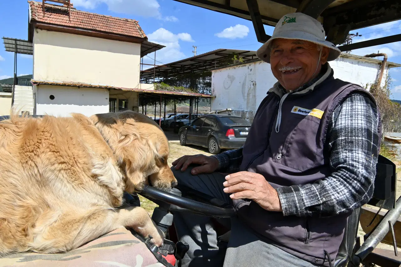 Manisa'nın 'Betty'si traktörden inmiyor: Sahibiyle tarlaya gidiyor!