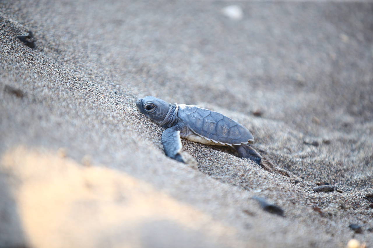 Mersin'de yavru kaplumbağalar denizle buluşuyor