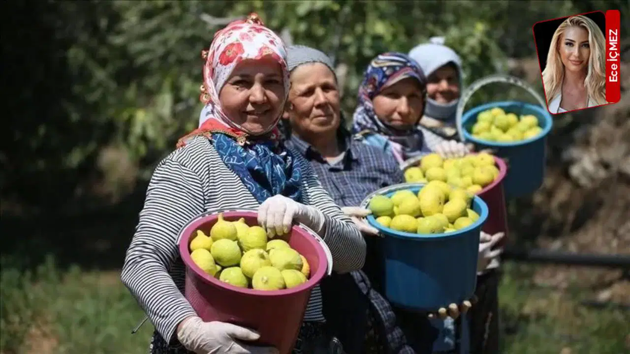 Kuru incirde maliyet, kuraklık ve ihracat baskısı büyüyor: Üretici tedirgin