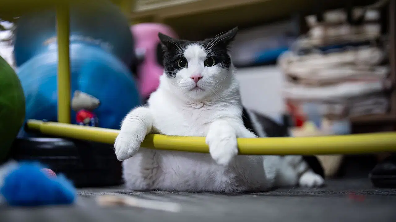 Tartıda 12 kiloyu gören Boncuk, diyet ve pilatesle zayıflıyor