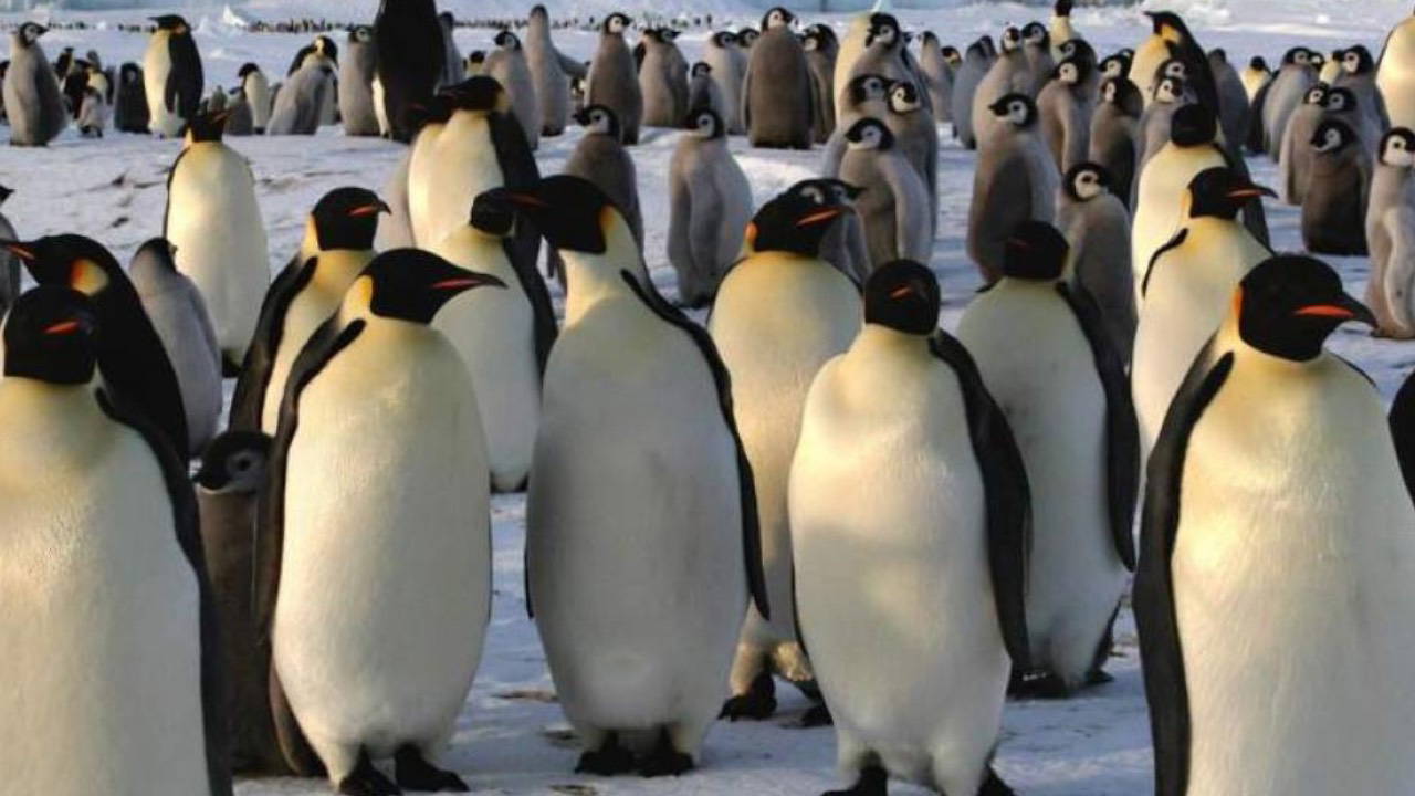 Antarktika'da penguen nüfusu eridi: Dünyanın en büyük kolonisi unvanını kaybetti