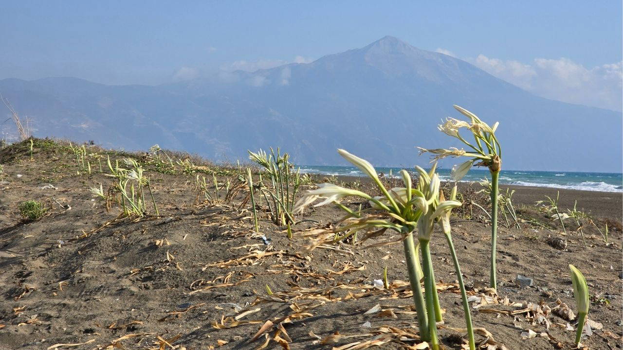 Nesli tükenme tehlikesi altında: Koparana 557 bin 212 TL ceza kesiliyor!