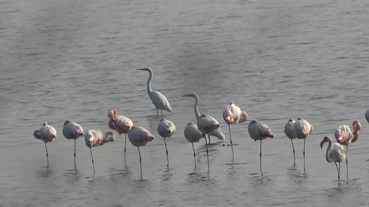 Hersek Lagünü'nün gözde misafirleri flamingolar