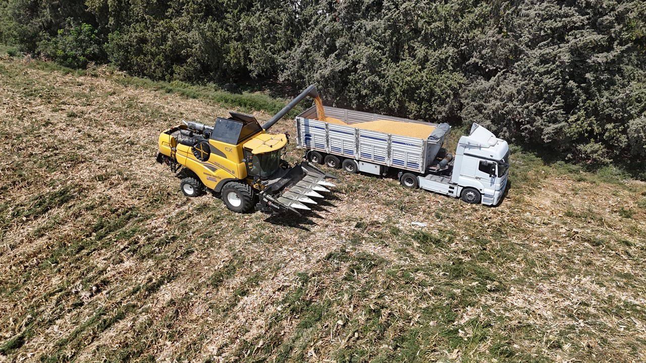 Amik Ovası'nda rekolte düştü: Son 65 yılının en kurak sezonunu...