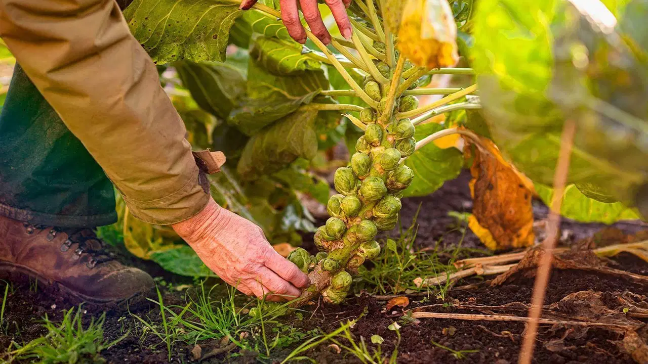 Brüksel lahanası artık bildiğiniz gibi değil, acılığı nasıl giderildi?