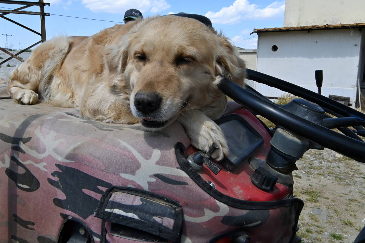 Manisa'nın 'Betty'si traktörden inmiyor: Sahibiyle tarlaya gidiyor!