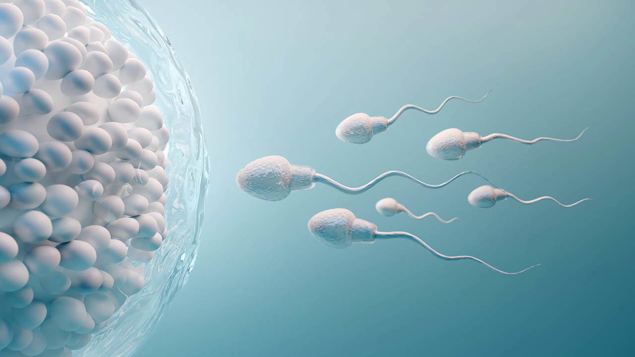 Sperm kalitesini artıran 'altın' gıdalar: Somon, bitter çikolata ve yumurta hücreleri koruyor