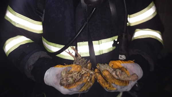 Balıkesir’de tavuk çiftliğinde yangın: 5 bin civciv öldü