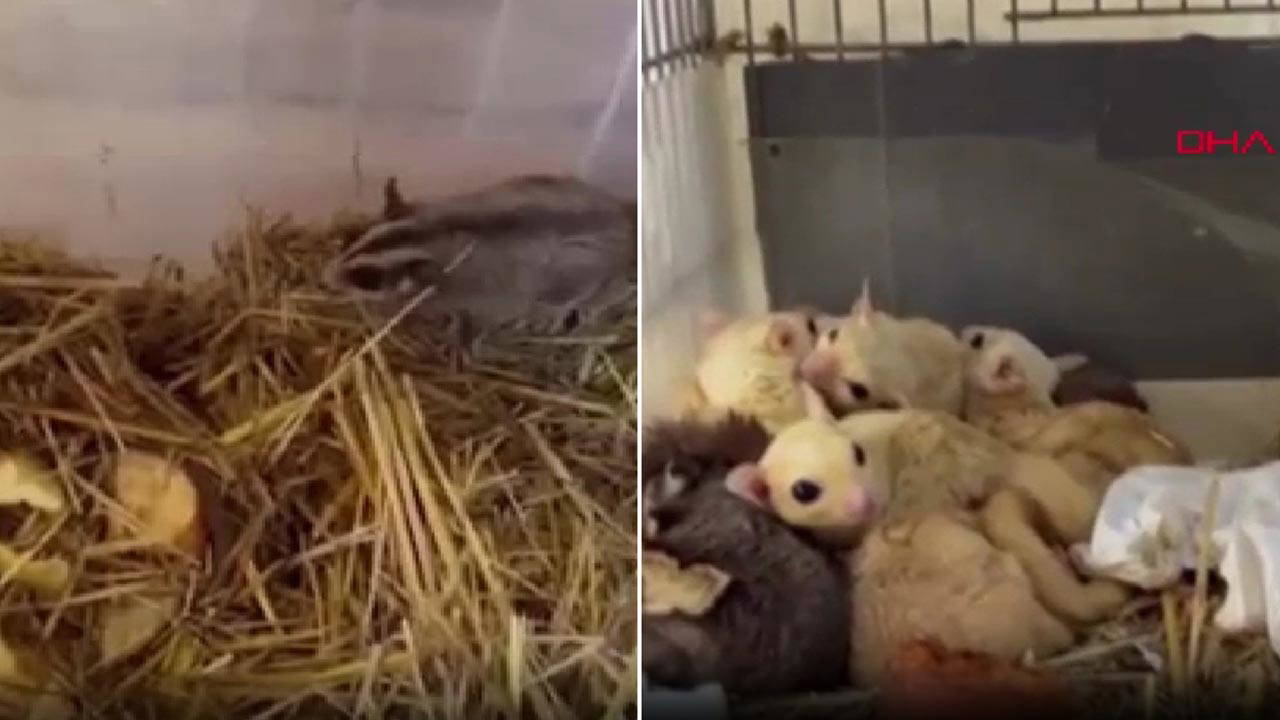 Isparta'da 33 şeker planörü ve 2 Arap tavşanı ele geçirildi