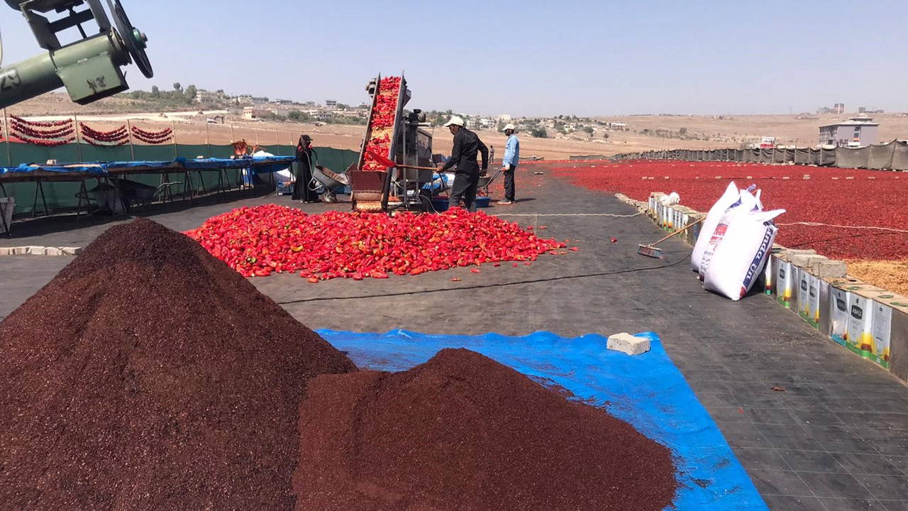 Şanlıurfa'da acı hasat başladı: Kilosu 400 lira