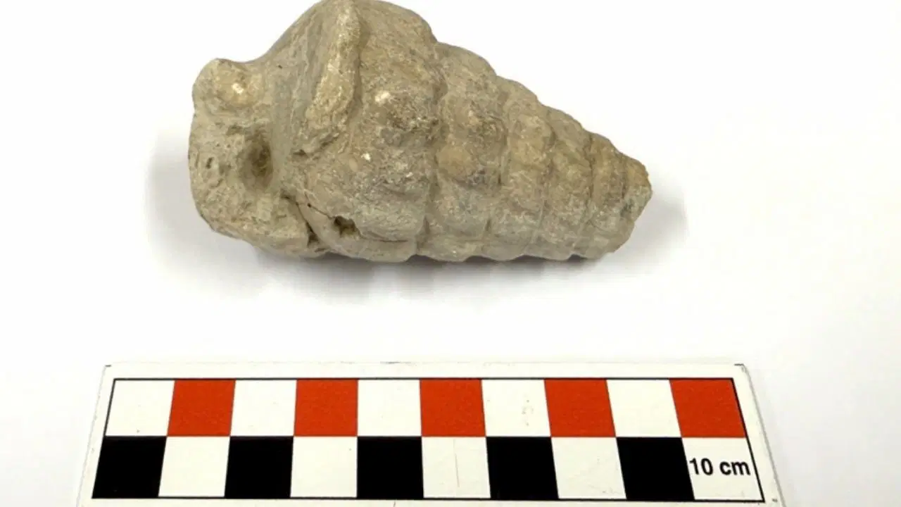 Ankara'da 66 milyon yıllık Gastropoda fosili bulundu: Gastropoda nedir?
