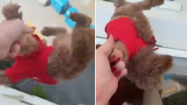 O anları kaydetti... Başakşehir'de pencereden sarkıttığı köpeği cama vurdu