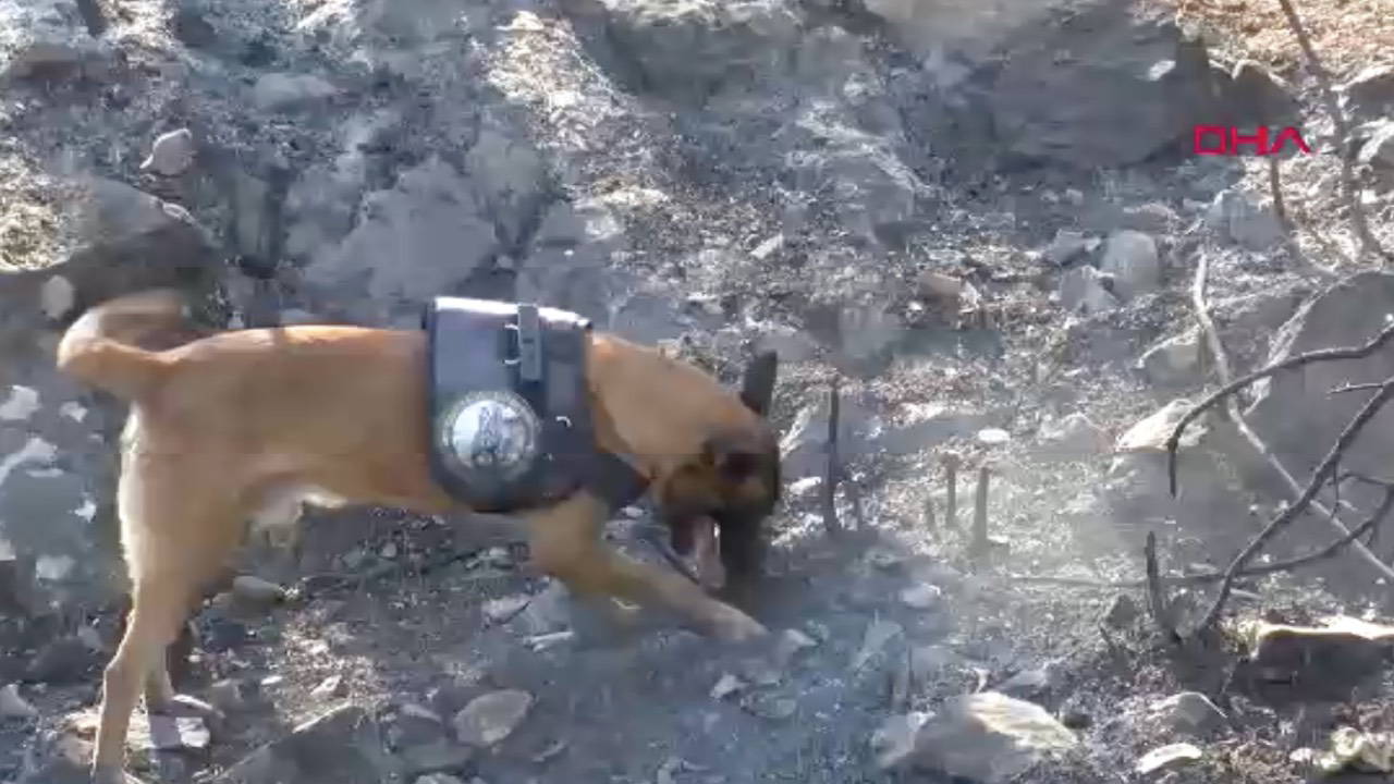 Yangın tespit köpeği 'Ateş', şüpheli yangınların izini sürüyor