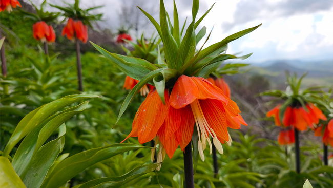 ‘Ağlayan Gelin’i koparmanın cezası tam 700 bin lira!