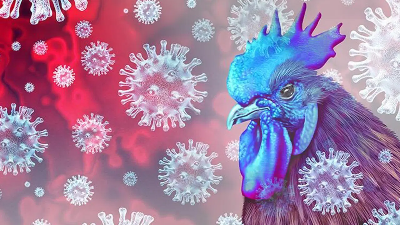 H5N5 kuş gribinin bulaştığı ilk insan hayatını kaybetti