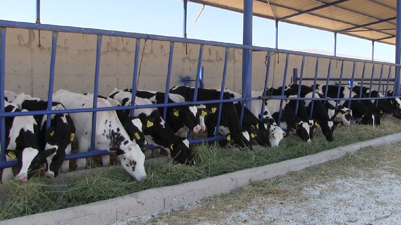 Niğde’nin Kiledere beldesi 'şap hastalığı' alarmı: Bölge karantinaya alındı