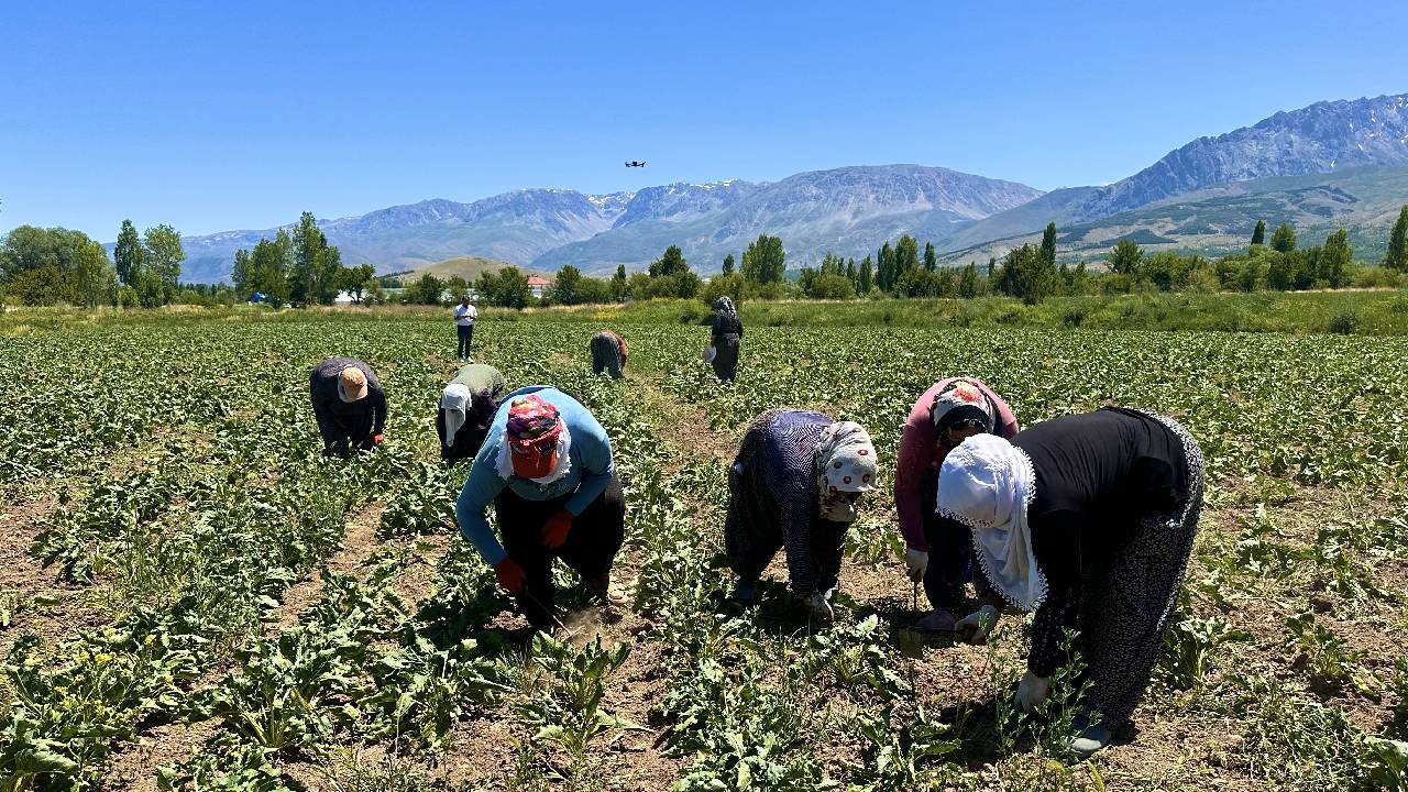 Kadın işçilerin zorlu mesaisi başladı: Kavurucu sıcakta bin TL yevmiye için mücadele ediyorlar!