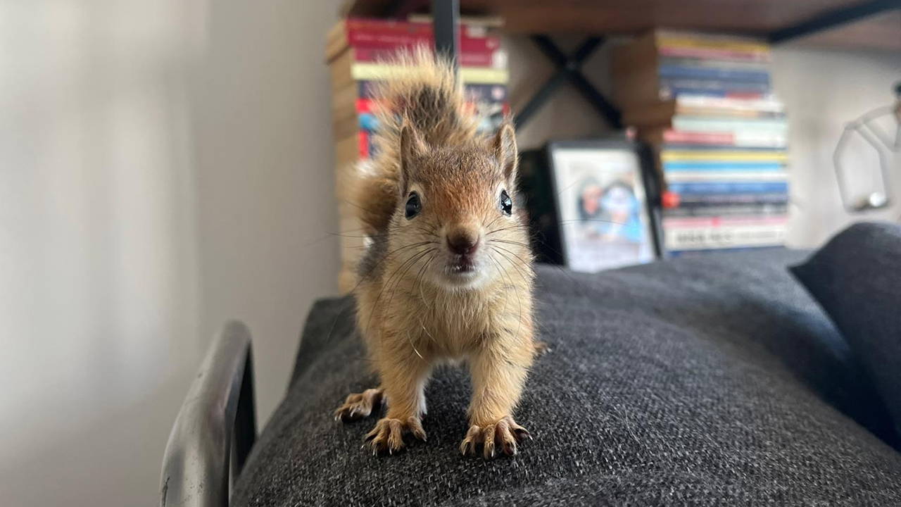 Epileptik nöbet geçiren sincap, tedavi için yurt dışına gönderilecek