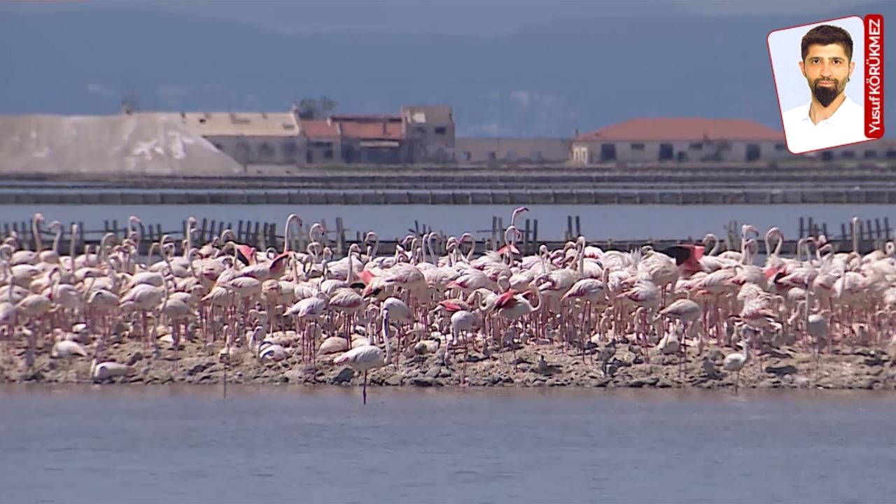 İzmir Kuş Cenneti tehlike altında