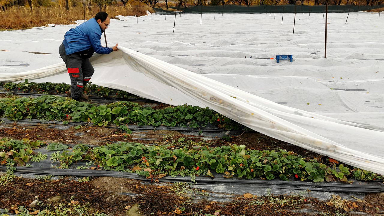 Zirveleri karla kaplı olan Erzincan'da kasım ayında hasat devam ediyor: Bu mevsimde gören şaşırıyor!