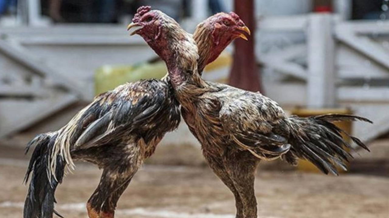 Samsun'da horoz dövüştüren 91 kişiye 1 milyon 55 bin lira ceza verildi