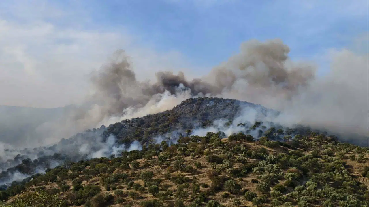 Aydın'da orman yangını: Bir kişi gözaltında