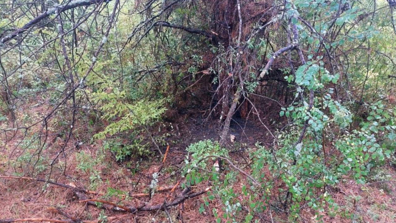 1 saatte 4 ağaca yıldırım düştü