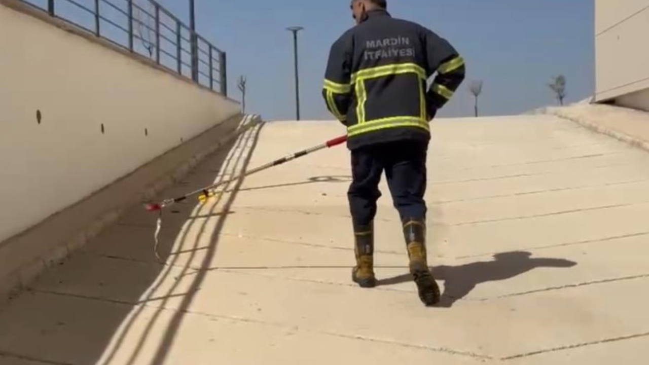 Diş hastanesinde yılan paniği!