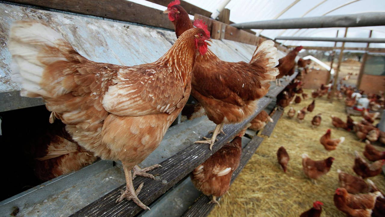 Son Dakika... Tavuk eti ihracatını durdurma kararı