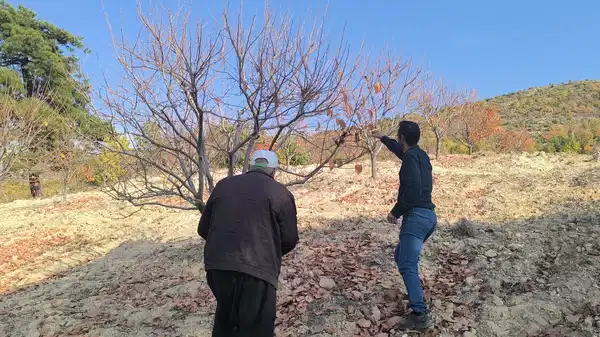 Hurma üreticileri: 'Kesinlikle destek yok, böyle giderse keseceğiz ağaçlarımızı'